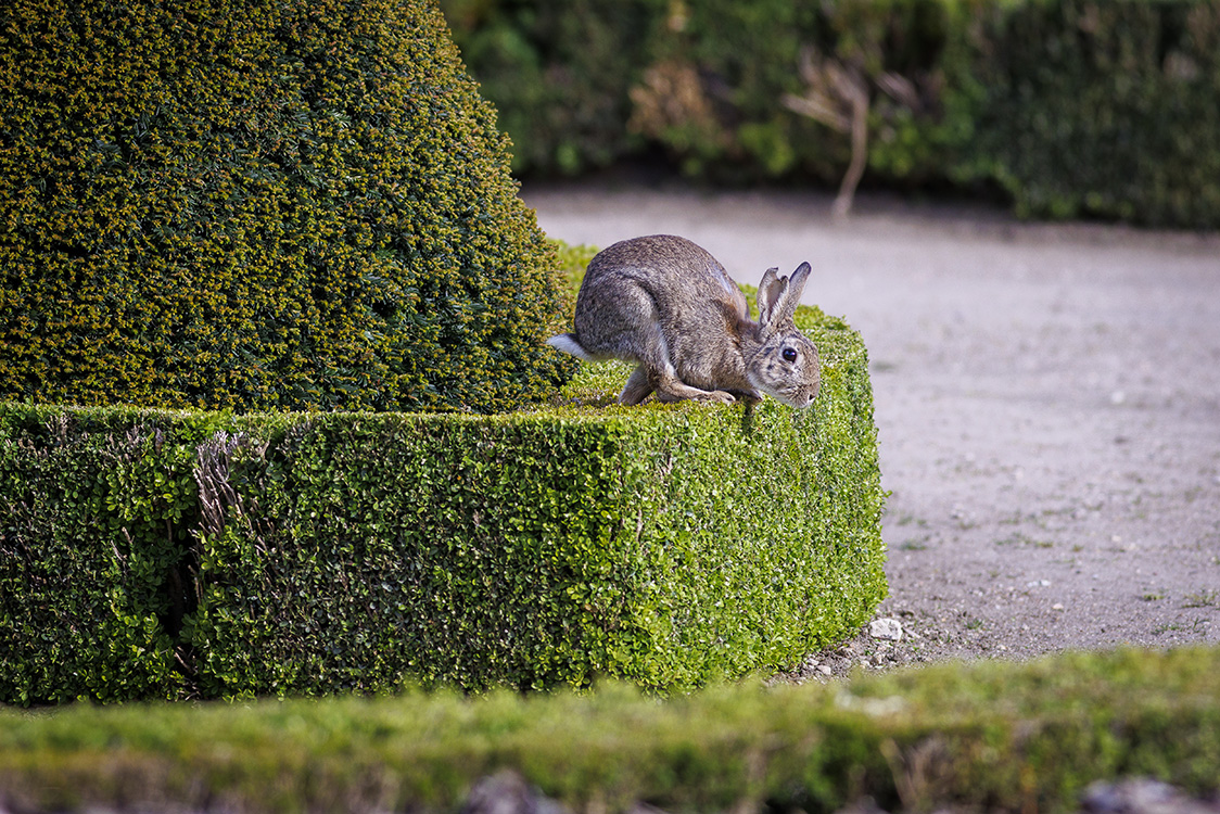 Lapin de Garenne