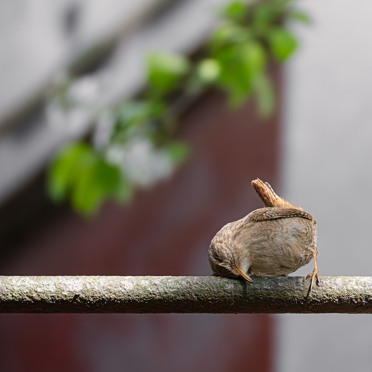 Troglodyte mignon faisant la sieste