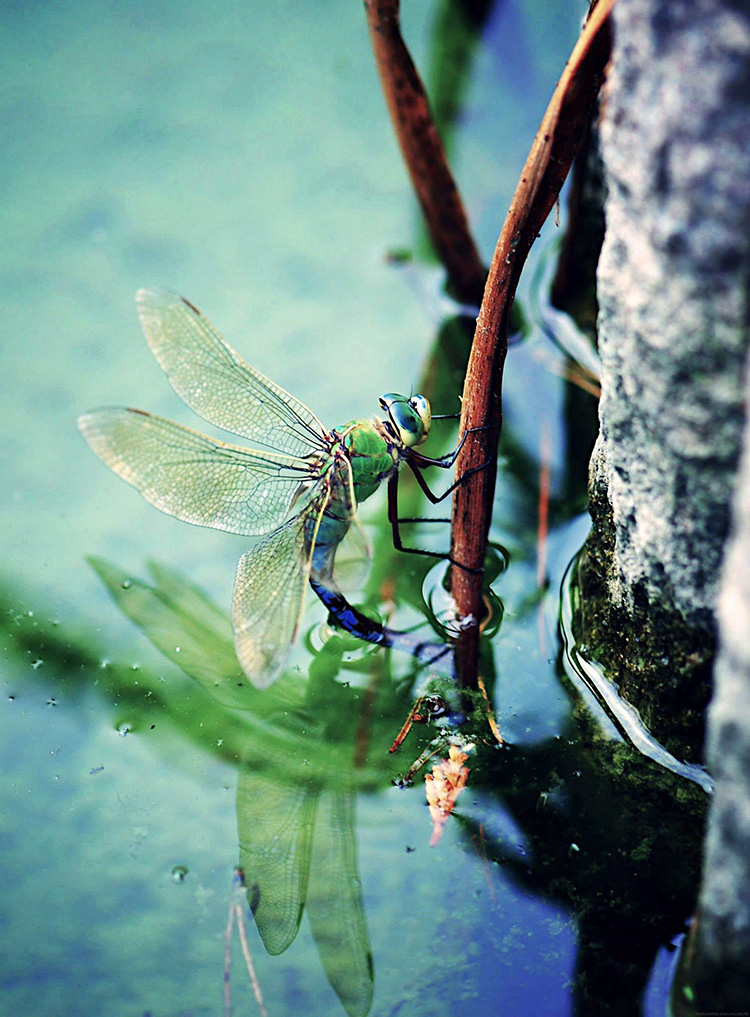 Libellule Anax empereur