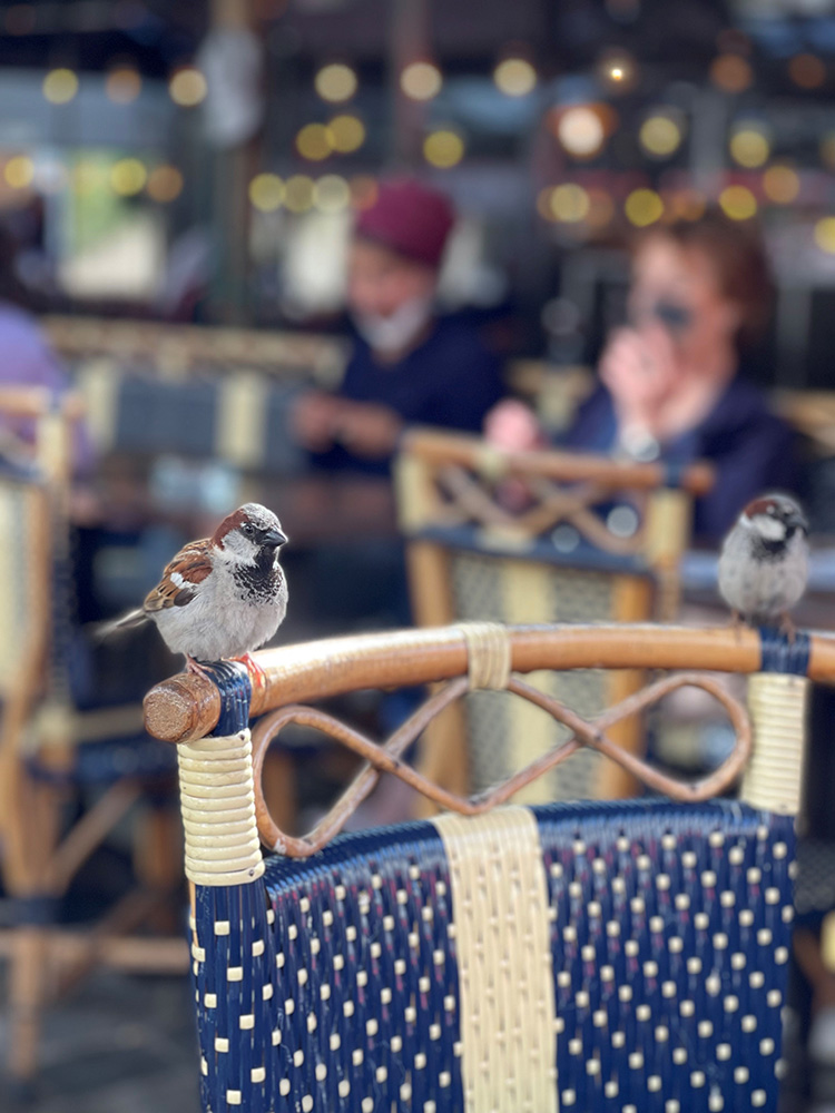 Moineau domestique