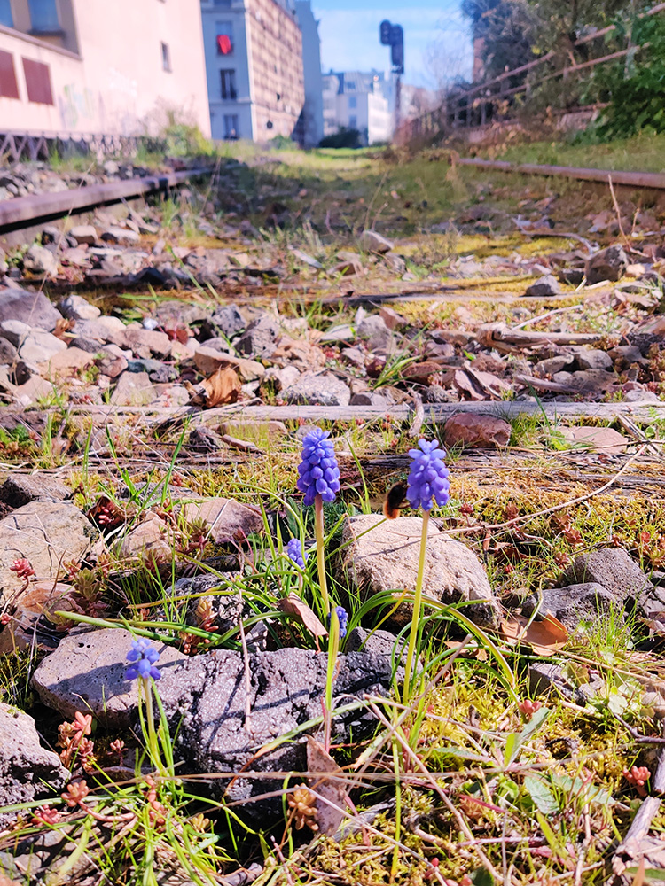 Muscari à grappes