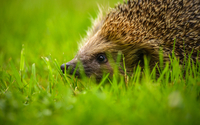 Lecture Nature : Les Animaux des Jardins