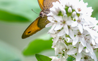 Les coulisses du Jardin des Papillons