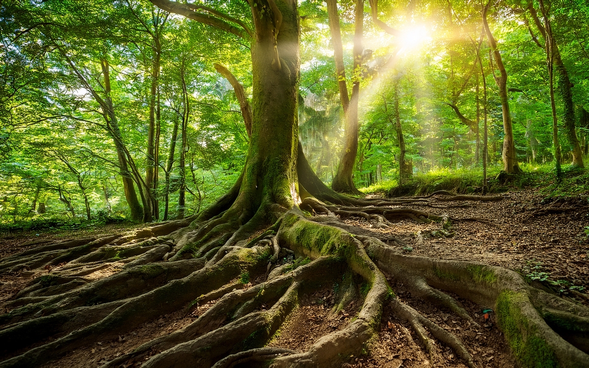 Très grand arbre en forêt