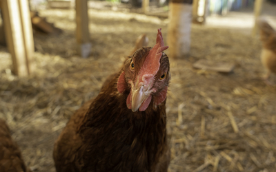 Poule