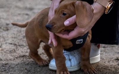 Chiot entre des mains