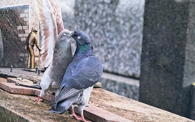 Deux pigeons roucoulent sur une stèle