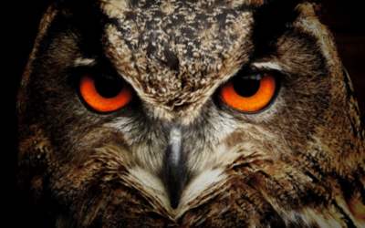 face de 'hibou grand duc 