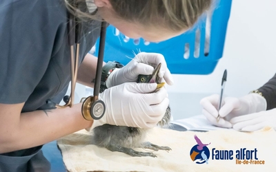 Soin à la faune sauvage