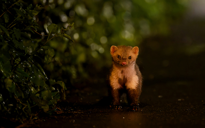 Fouine photographiée la nuit