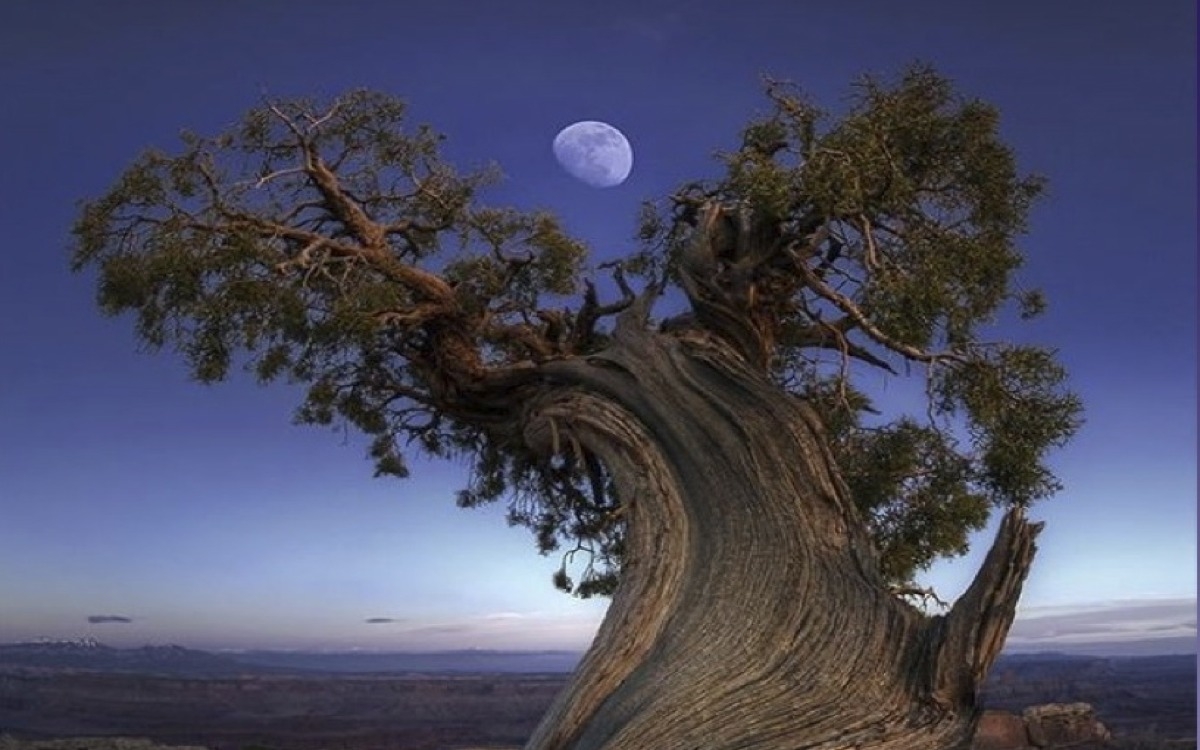 Une lune au-dessus d'un arbre