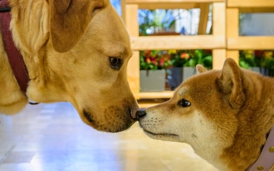 Chien et chat se touchant par la truffe