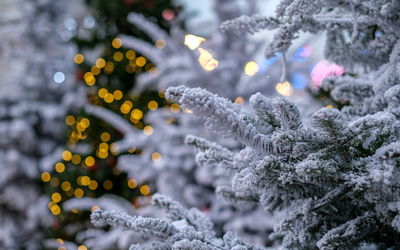 Arbres enneigés au marché de Noël