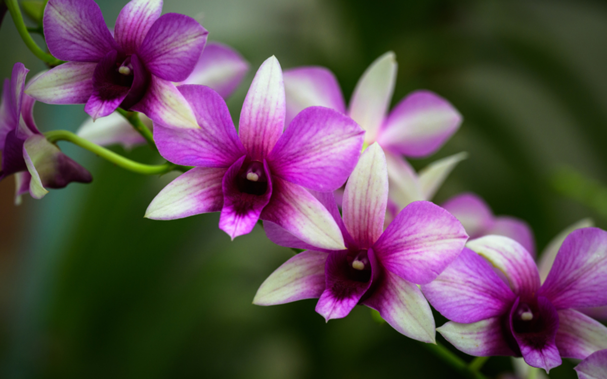 gros plan sur une orchidées rose et blanche