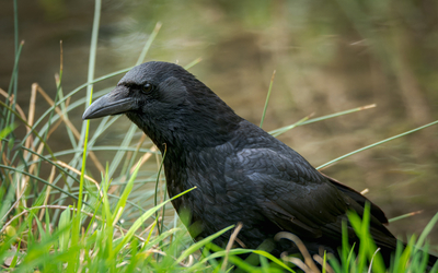 Corneille noire dans l'herbe