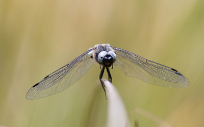 Libellule déployant ses ailes dentelées