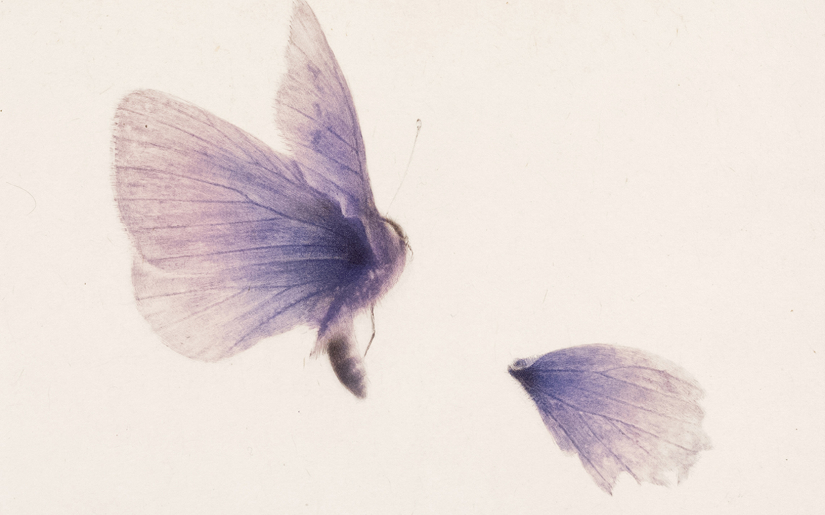 Deux papillons - gravure, Mikio Watanabé