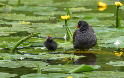 Gallinule adulte et jeune dans une mare avec nénuphars