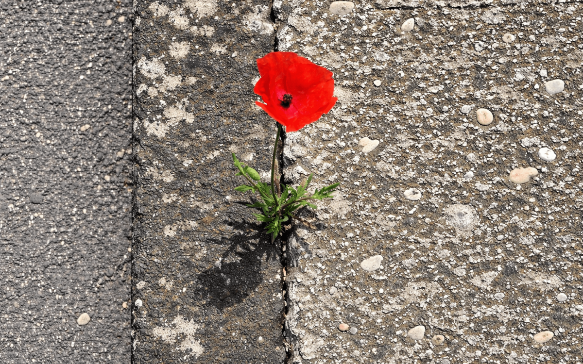 Un coquelicot entre le béton