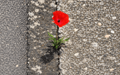 Un coquelicot entre le béton
