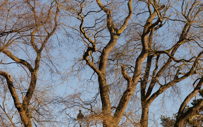 Solei d'hiver sur un parc parisien