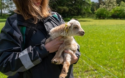 Un agent de la ferme de Paris tient un agneau dans les bras