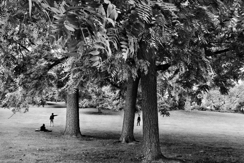 Photographie noir et blanc du parc Montsouris, à Paris, en 2024, par Sebastião Salgado.  