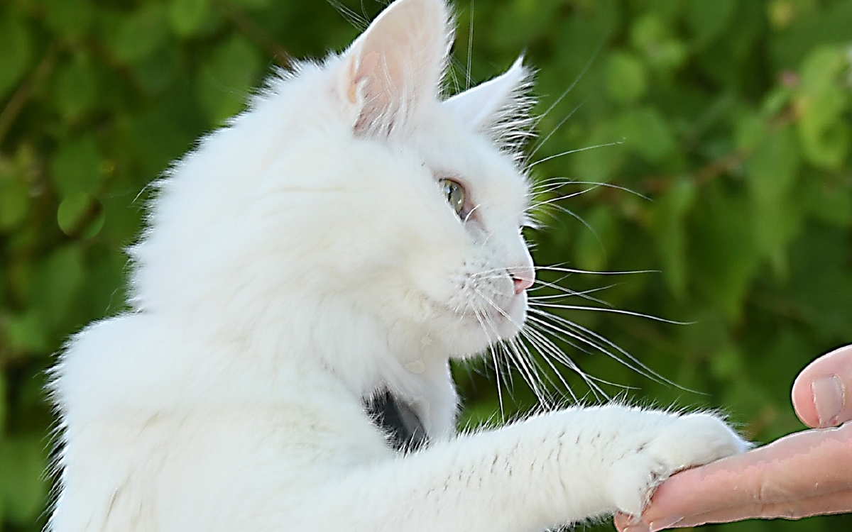 Un chat pose sa patte sur une main