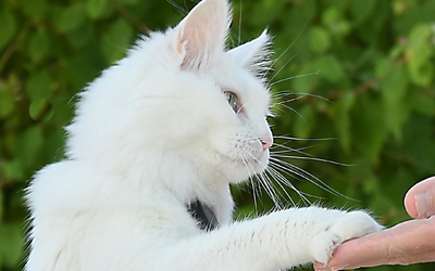 Un chat pose sa patte sur une main