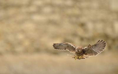 Une photo prise par Frédéric Combeau, d'un faucon crécerelle du bois de Vincennes