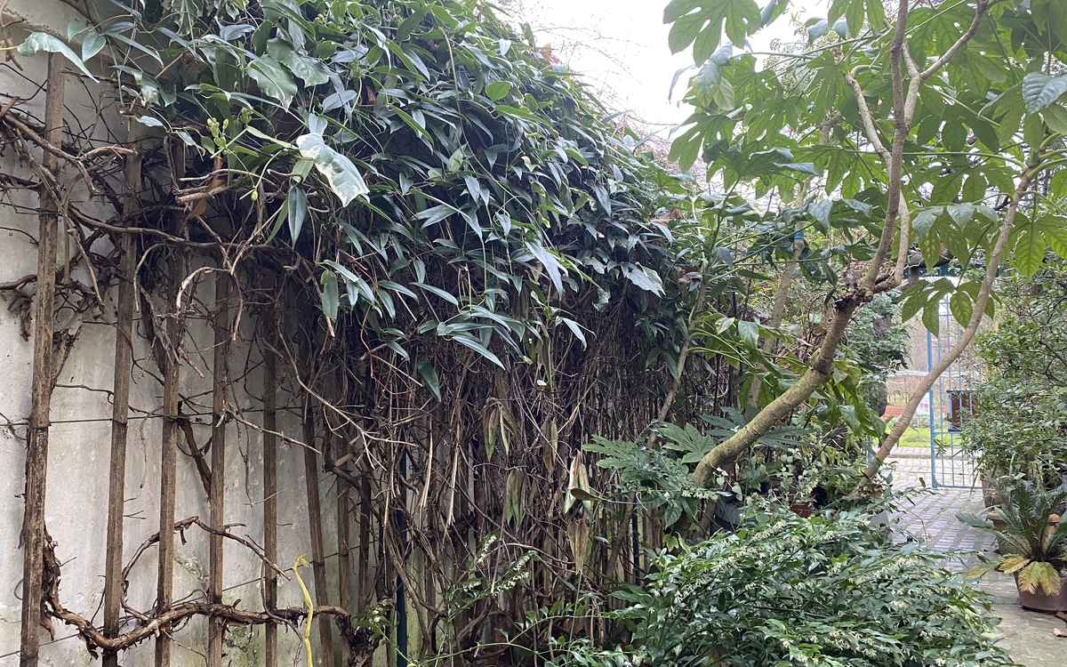 Mur végétalisé de la Maison du jardinage et du compostage