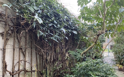 Mur végétalisé de la Maison du jardinage et du compostage