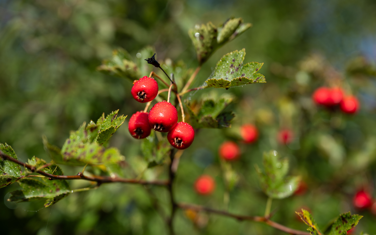 Des cynorrhodons illuminés par le soleil le matin.