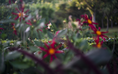 Terri Weifenbach - Jardins, Giverny