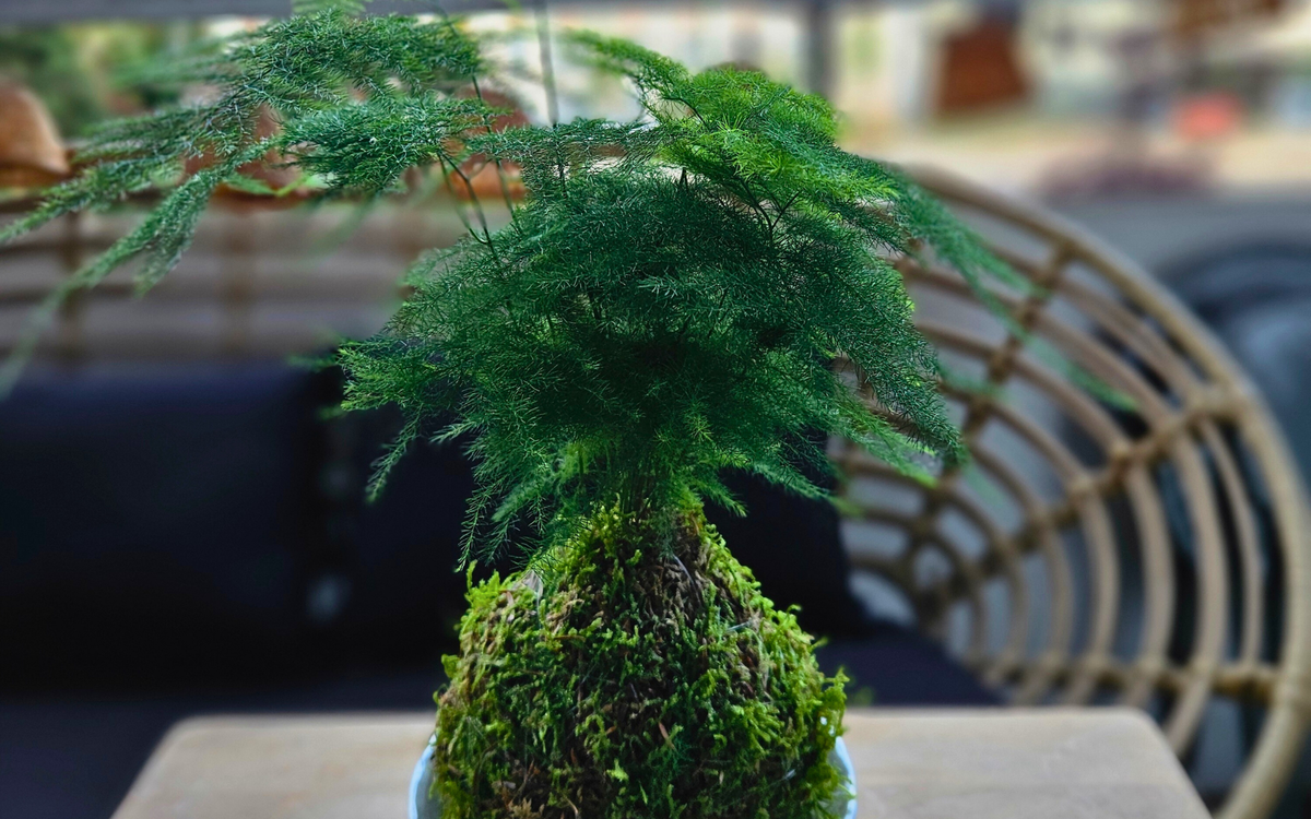 découvrir l'art du kokedama en atelier