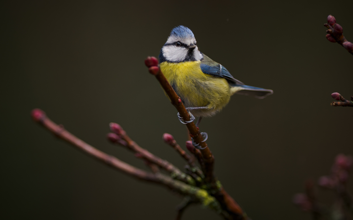 Mesange bleue sur une branche