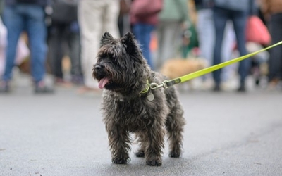 Un chien en laisse en ville