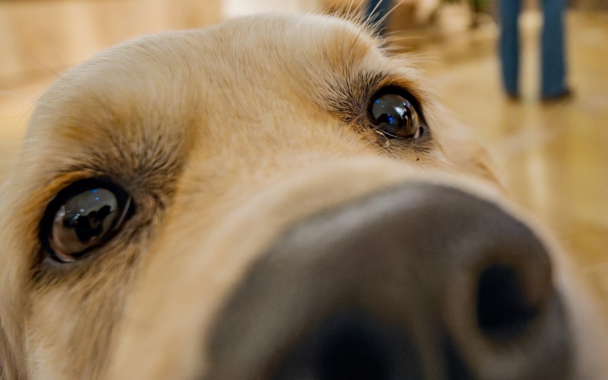 Photo d'une tête de chien de face avec le museau en gros plan
