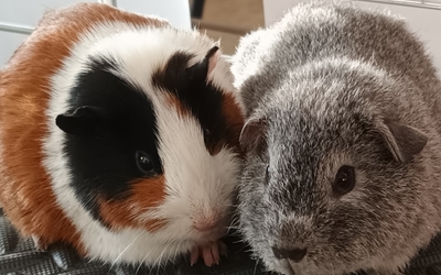 Photo de deux cochons d'inde