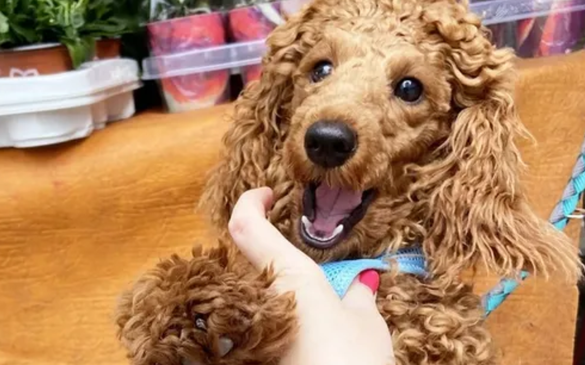 Une photographie d'un chien roux aux poils bouclés 