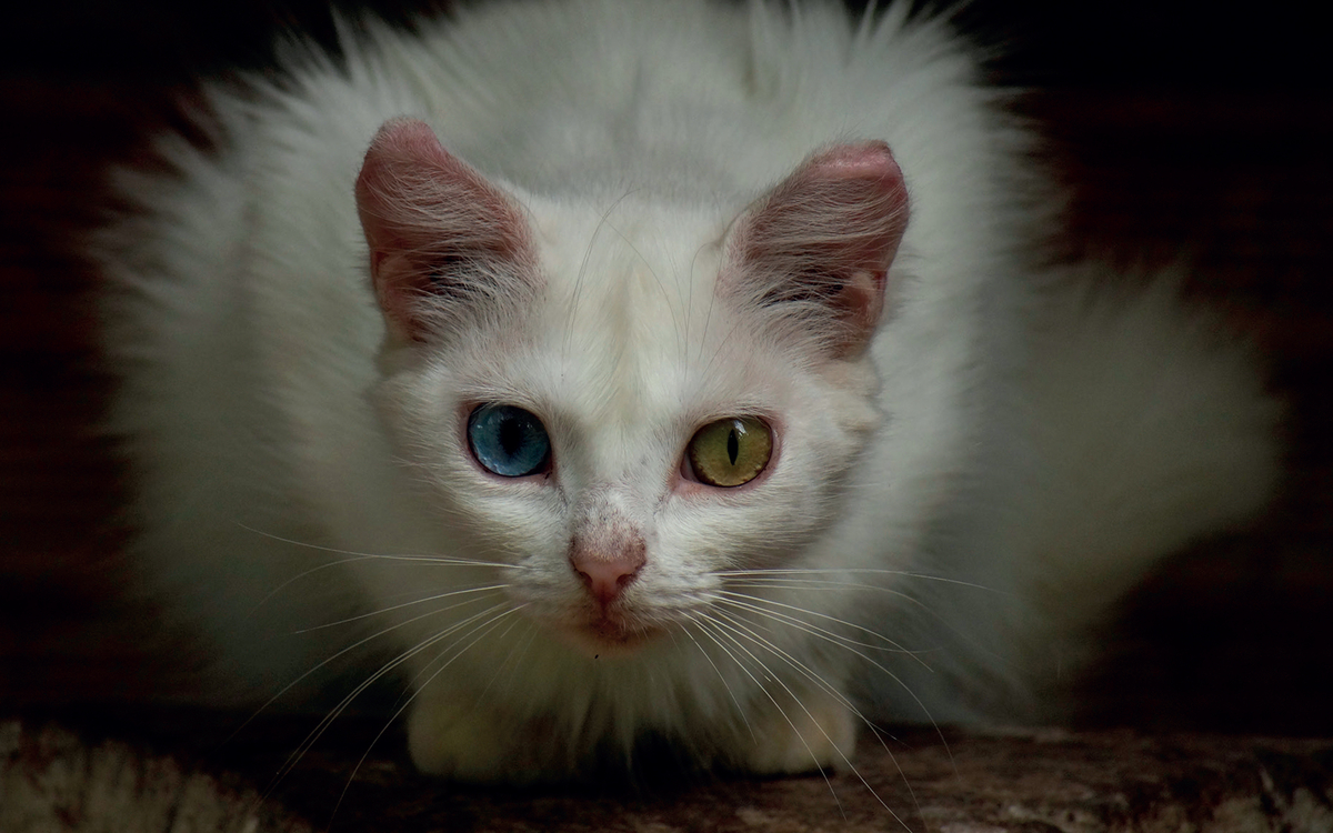 Une quinzaine de photographes s’obligent à faire chaque jour une photographie tout au long de l’année