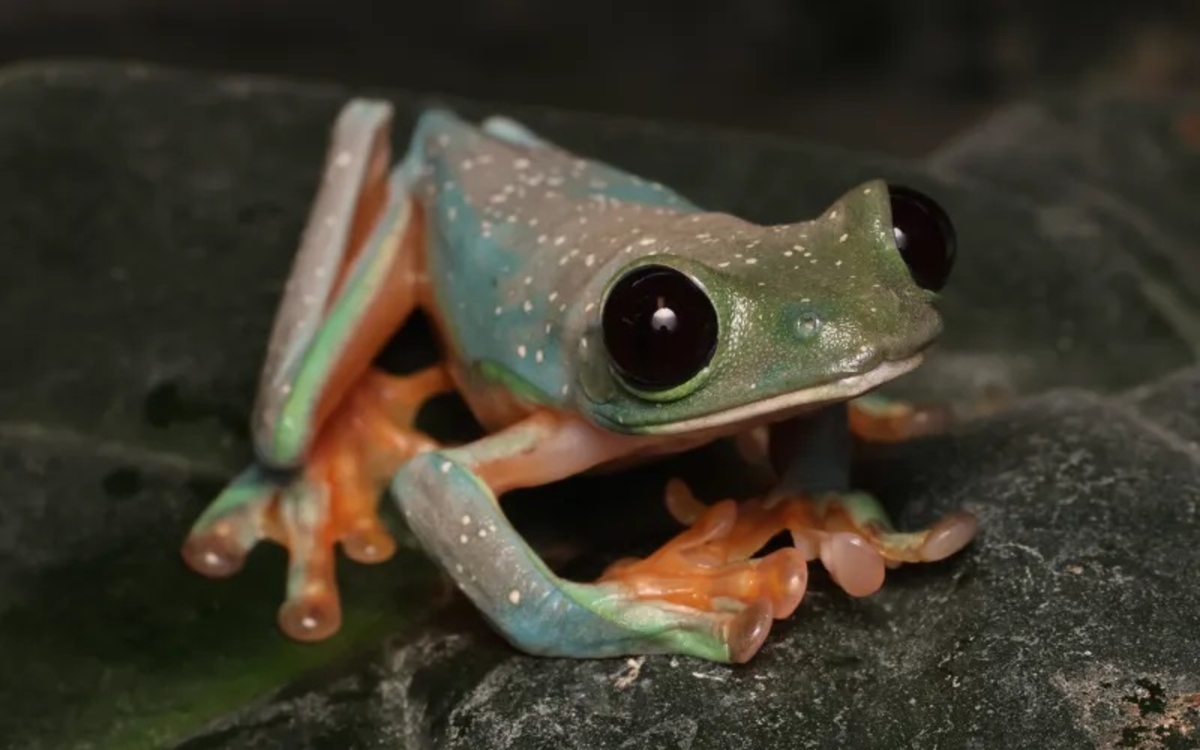 Voyage en milieux humides, la nouvelle saison du Parc zoologique de Paris
