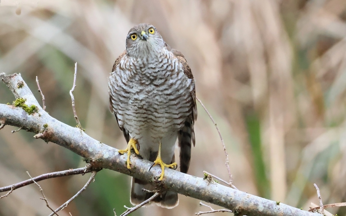 Photographie d'un épervier d'Europe posé sur une branche