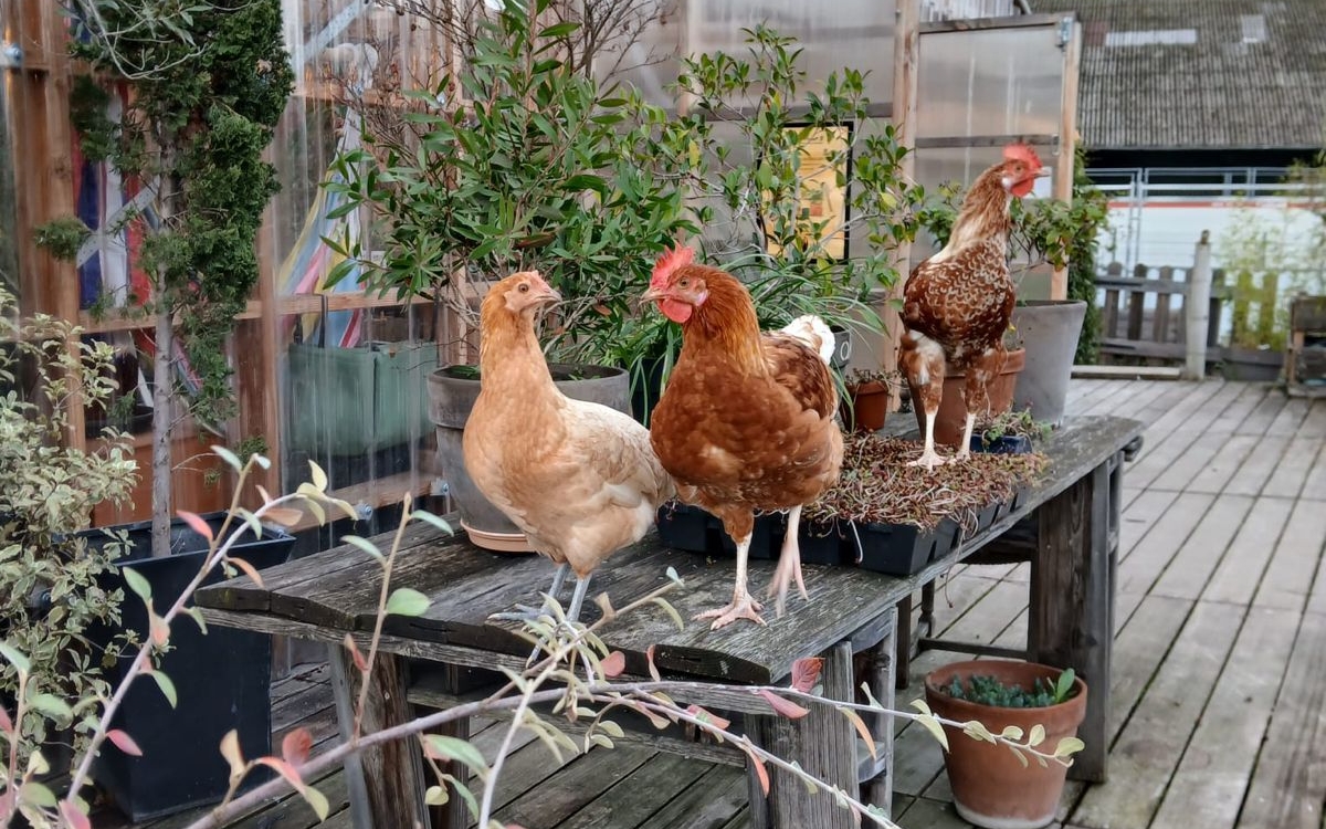 Poules en ville
