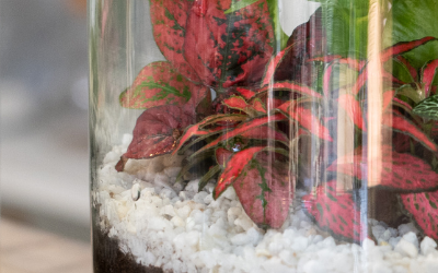 Terrarium