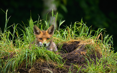 Un renard passe sa tête hors de son terrier