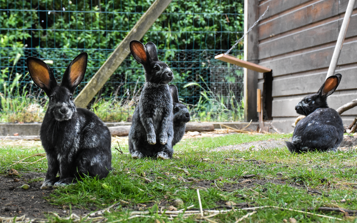 Atelier pratique à la Ferme pédagogique René-Binet dans le 18e