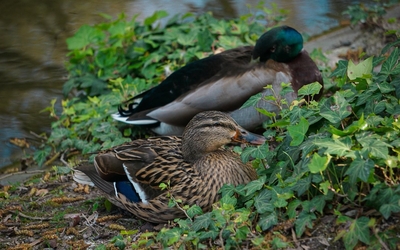 Deux canards colverts du Parc Montsouris