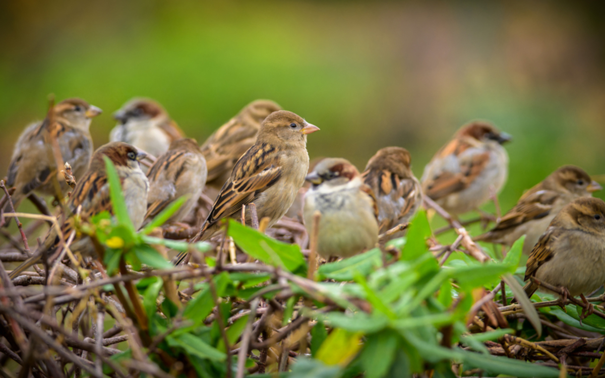 Les tribulations d'un moineau