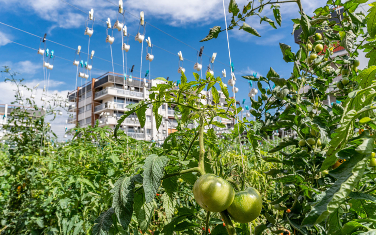 Des plantations sur un toit de Paris